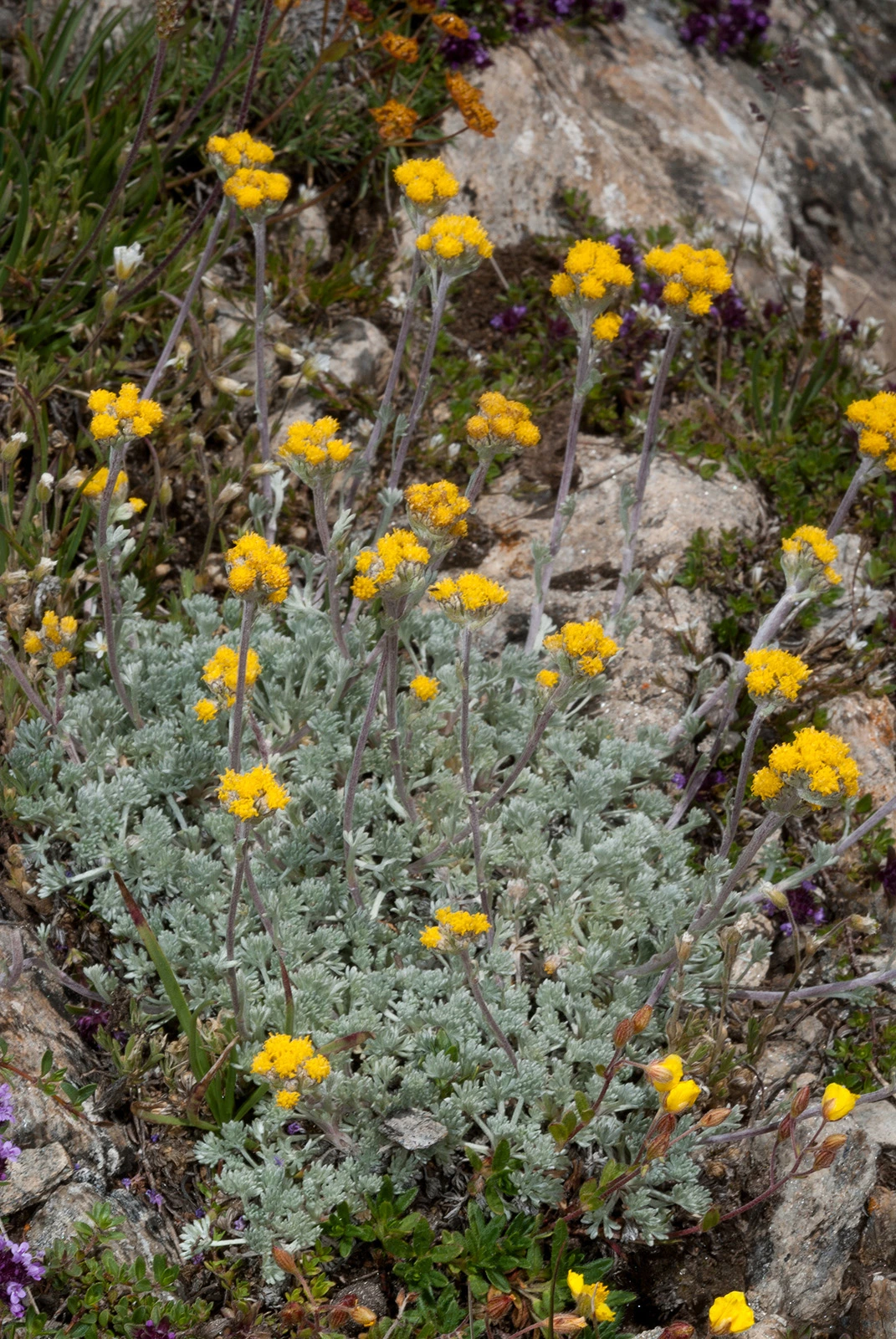 Photo Maurizio Broglio - Artemisia glacialis